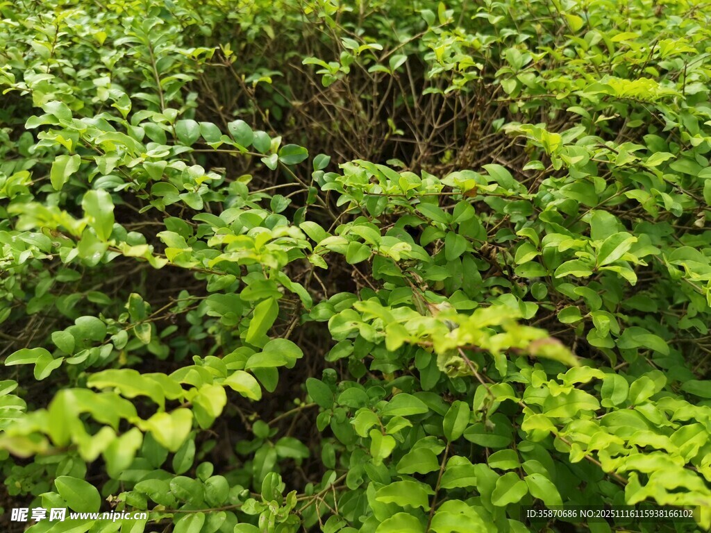 茂密绿植景观