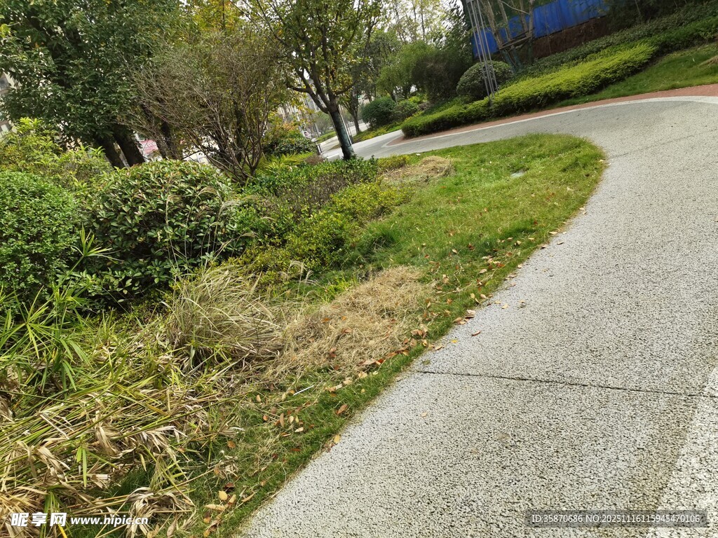 蜿蜒小径旁的翠绿景致