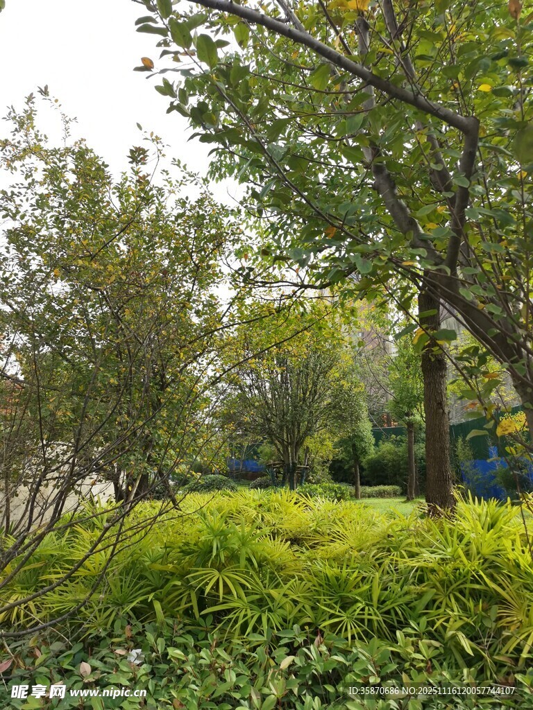 户外绿意盎然的自然景致