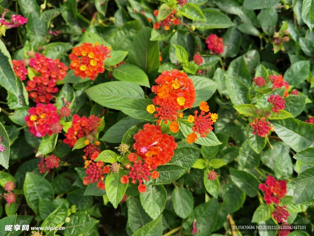 鲜艳多彩的马缨丹花卉