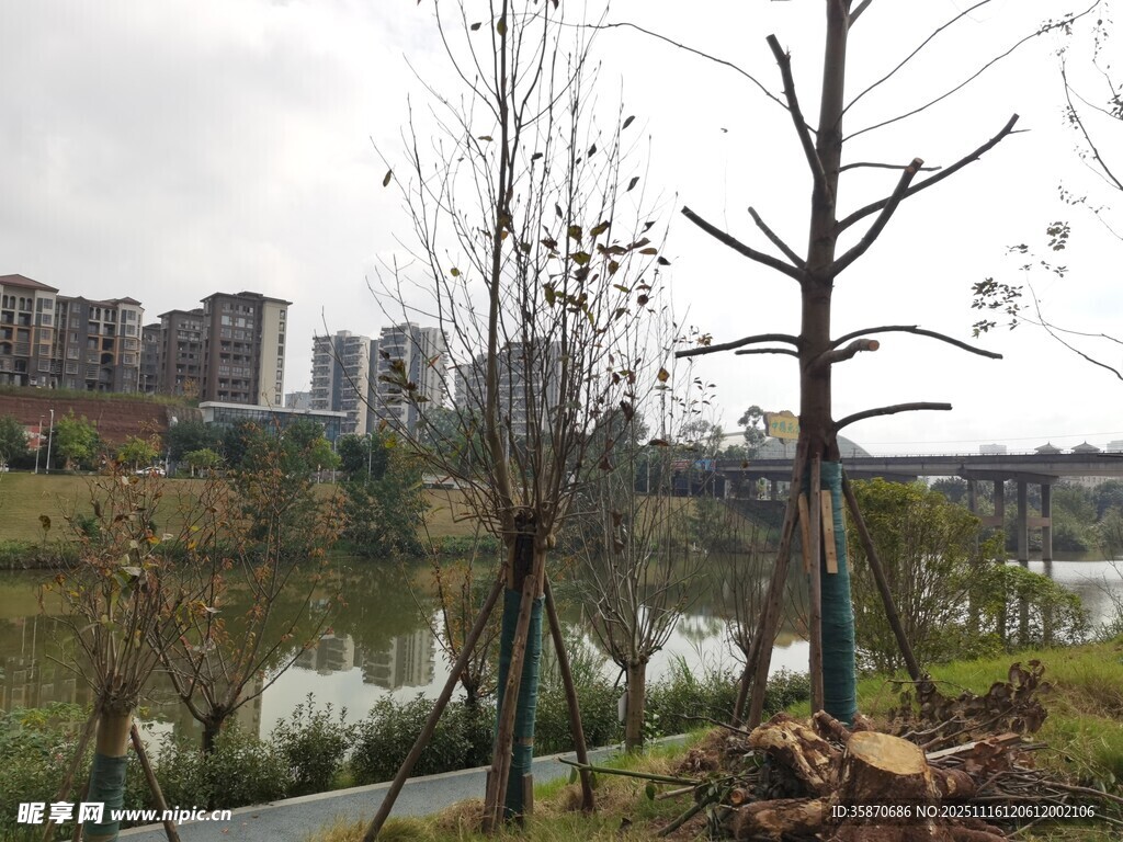 湖畔树木与远处城市景观