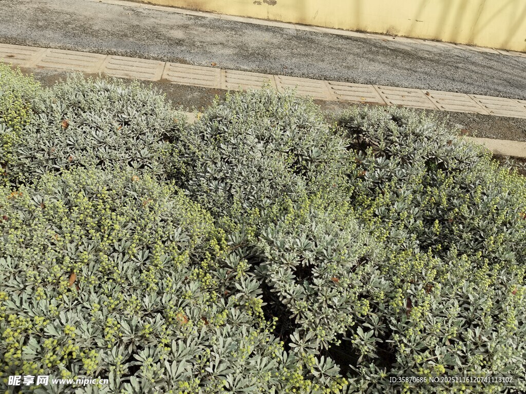 茂盛的低矮绿植景观