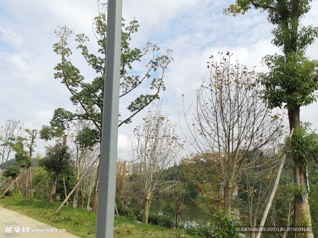 路旁绿树成排景观美