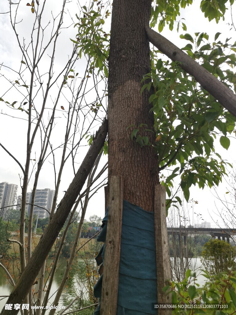 树木支撑加固场景