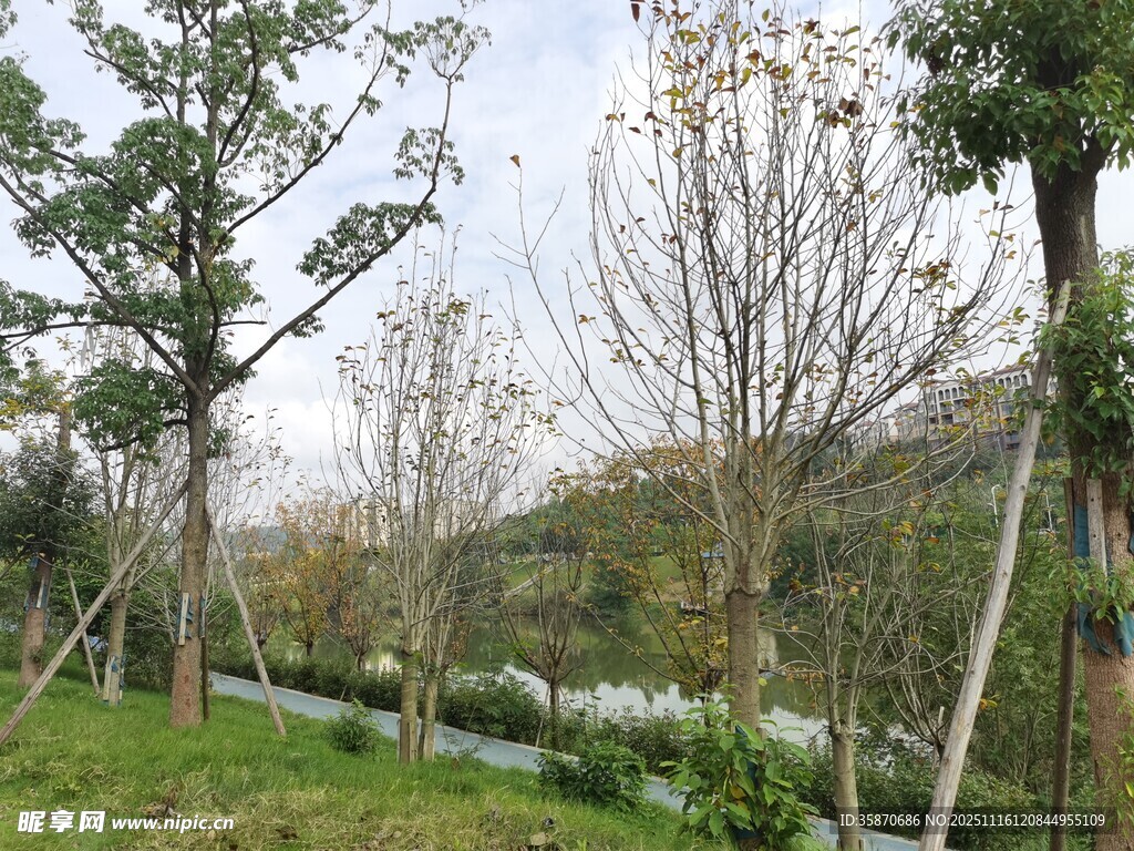 春日林间小道风景