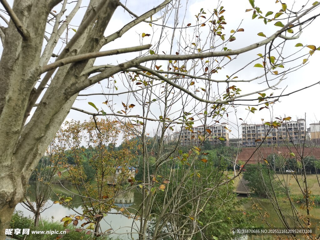 户外树木与远景景观