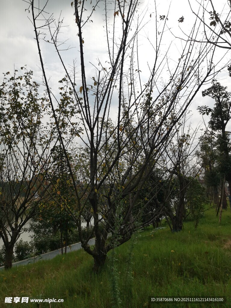 春日枯树旁的翠绿草地