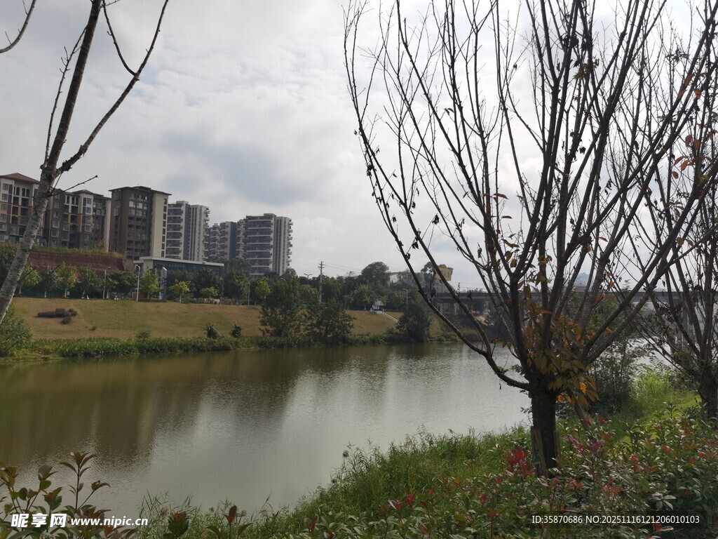 湖畔枯树与远处城市景观