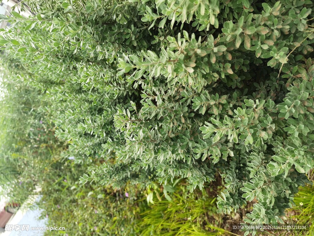 茂密绿植景观