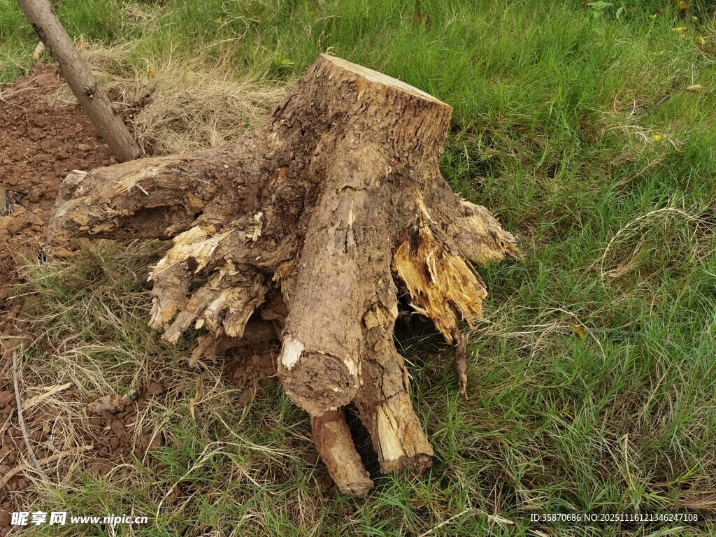 草地上的树桩