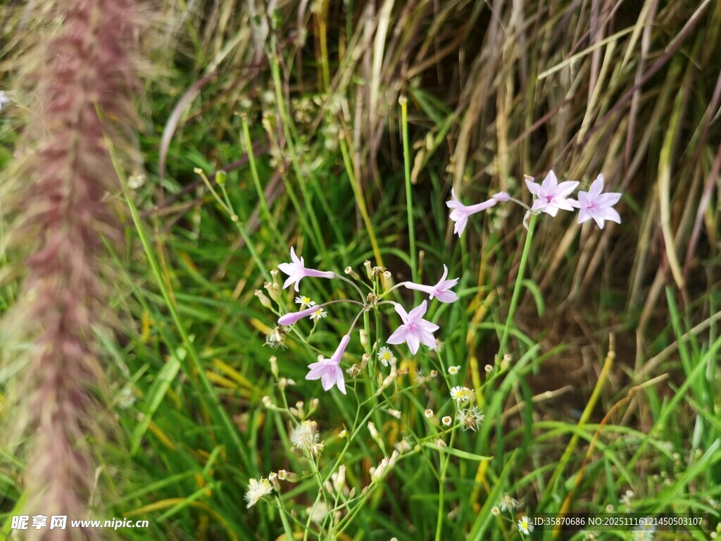 草丛中的素雅小花