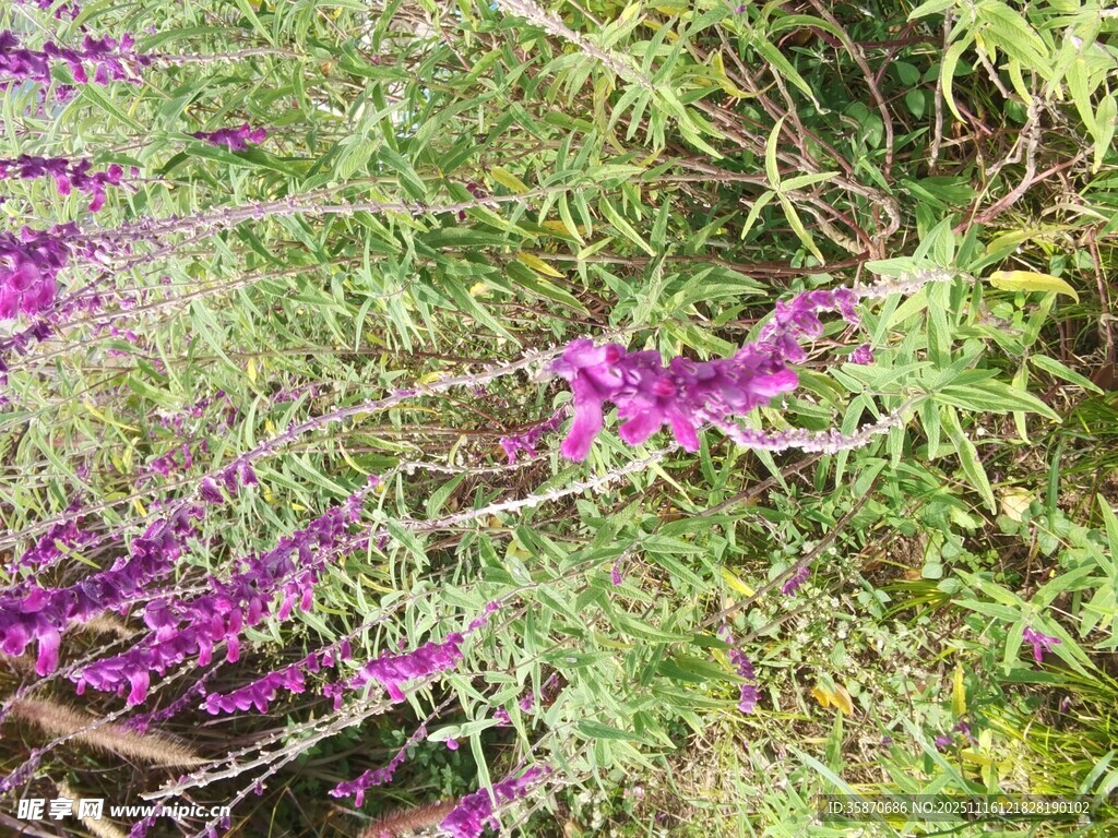 紫色野花与繁茂绿植景观