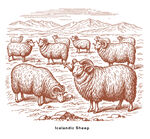 羊群插图