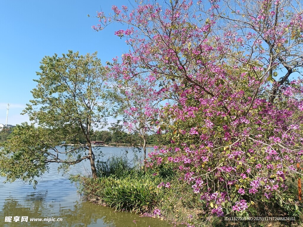 湖畔繁花绽放美景