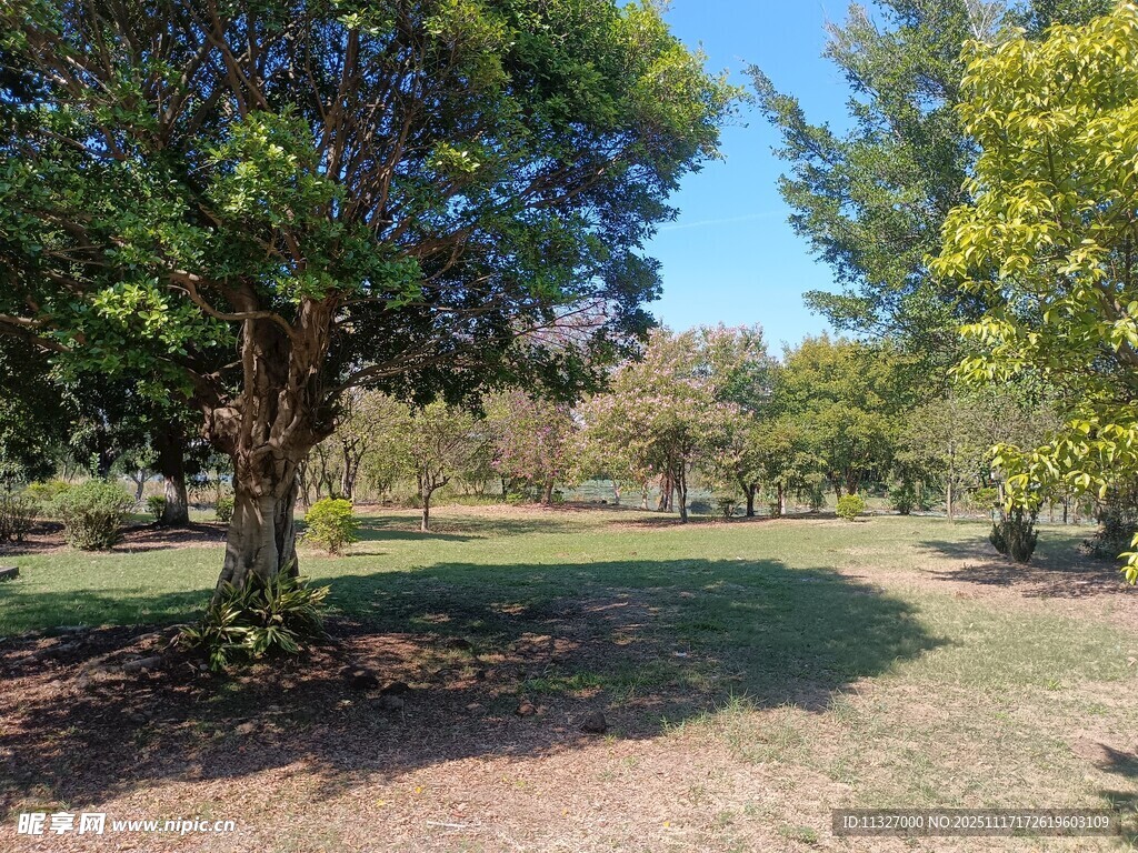 户外绿树间的草地