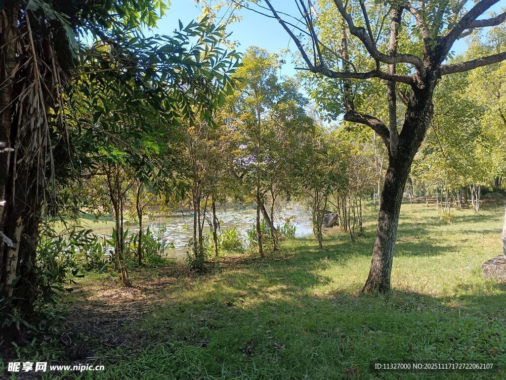 林间河畔草地自然风光图