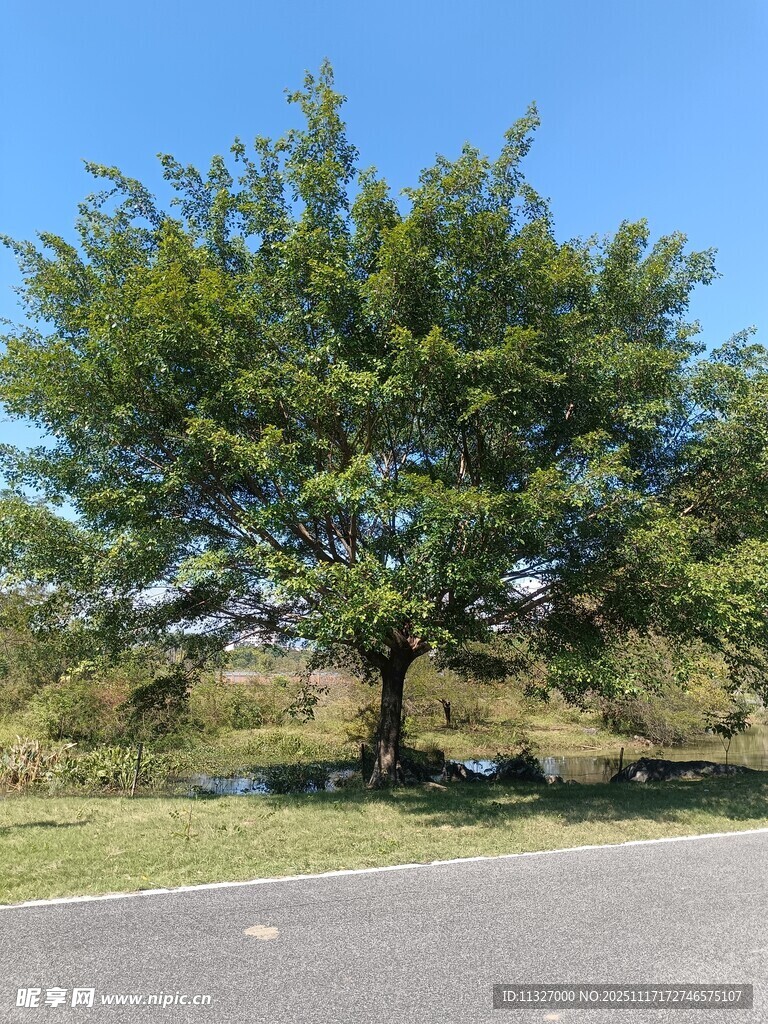 路边大树