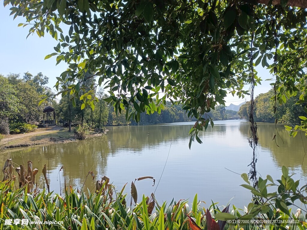 湖畔绿荫下的宁静风光