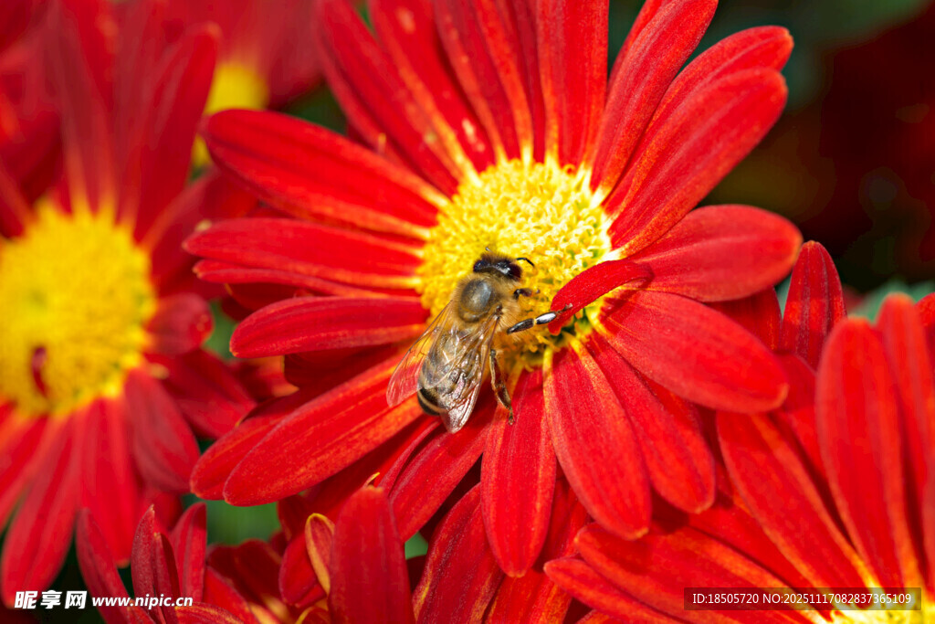 红菊上的蜜蜂