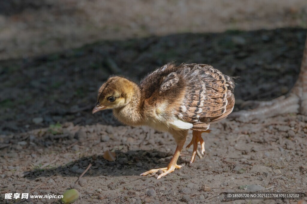 行走的幼年小鸟