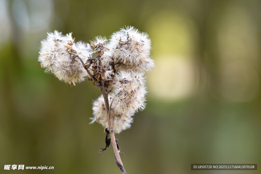 毛茸茸的植物花枝特写