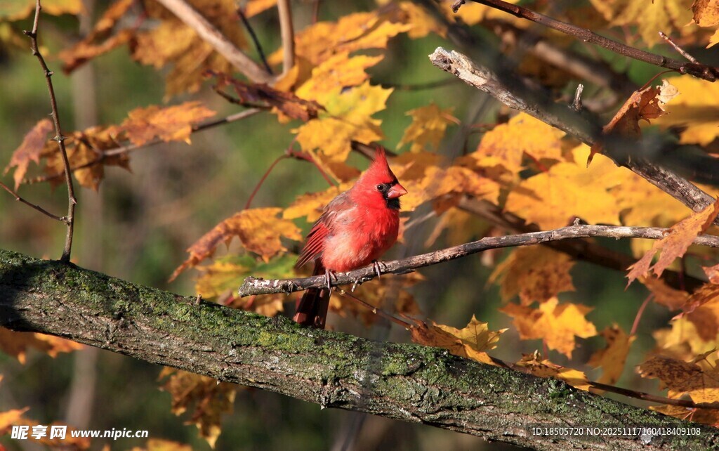 红叶间的艳丽红鸟