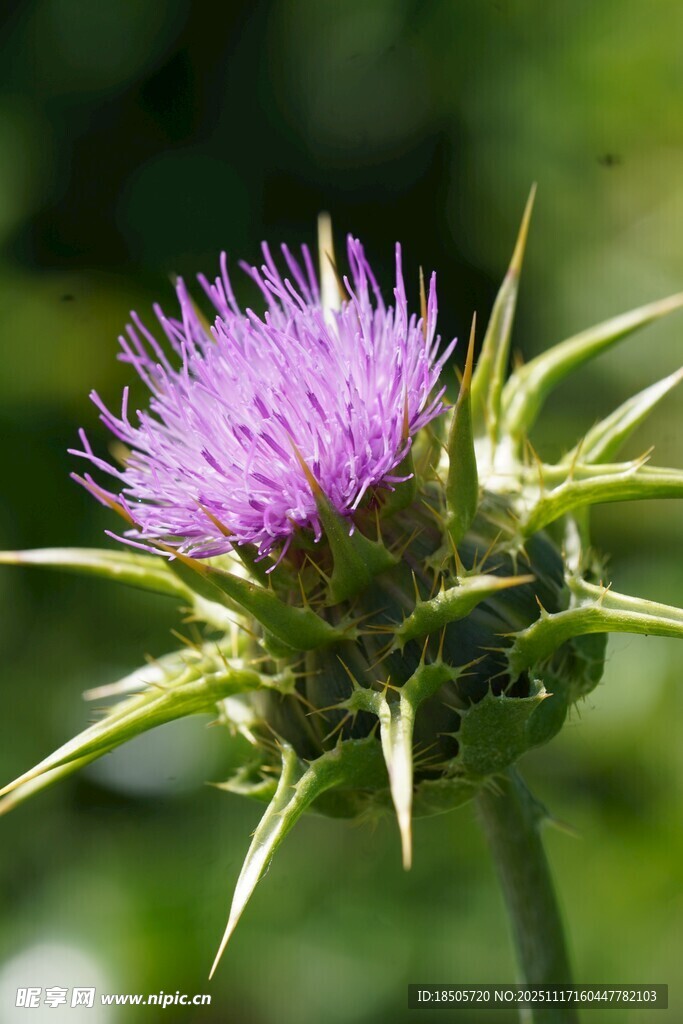 紫色蓟花特写