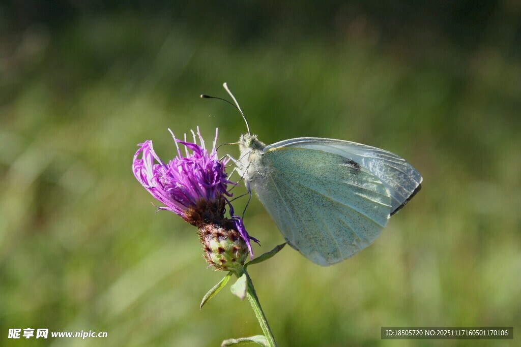 蓝蝶停驻紫色花朵