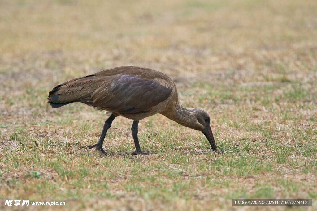 草地觅食的长嘴鸟