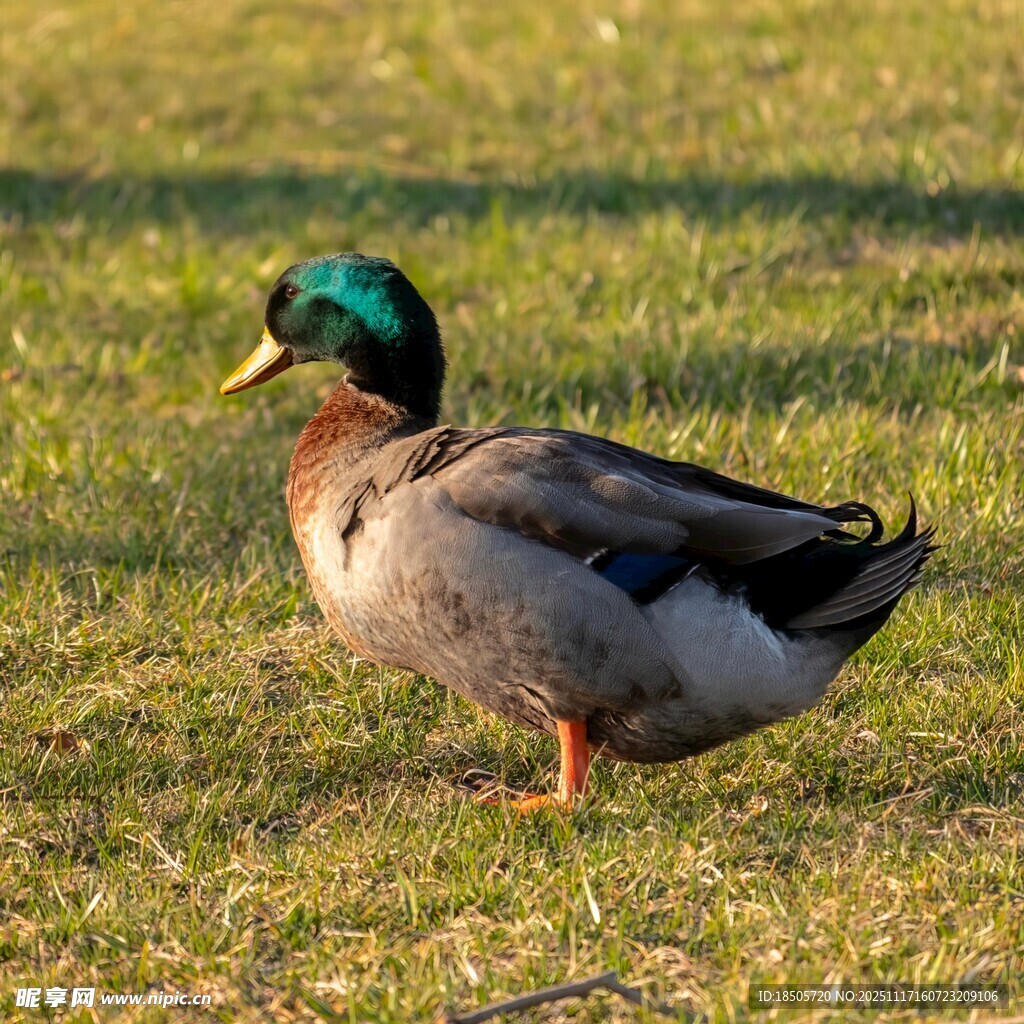 草地上的绿头鸭
