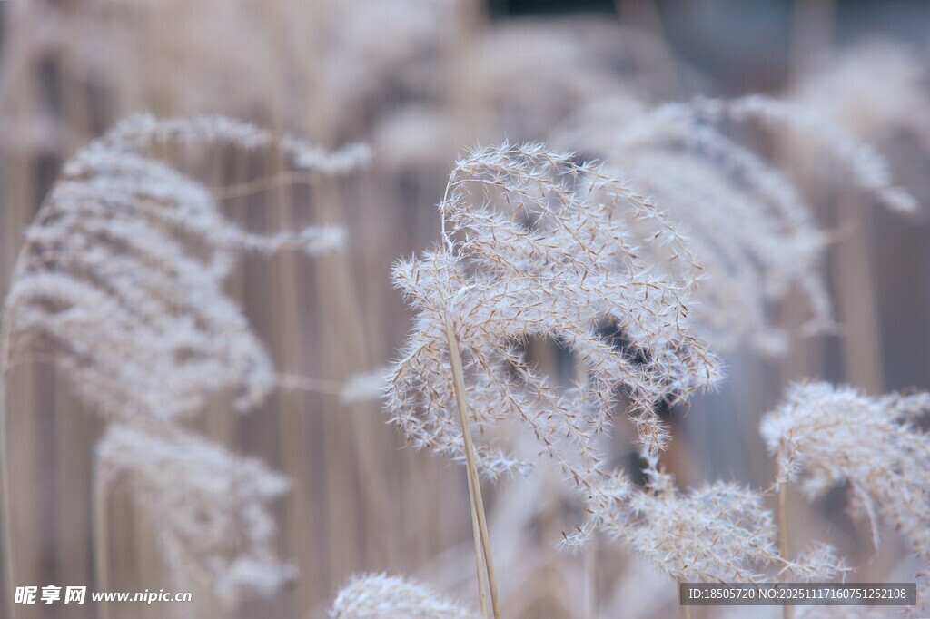霜覆芦苇
