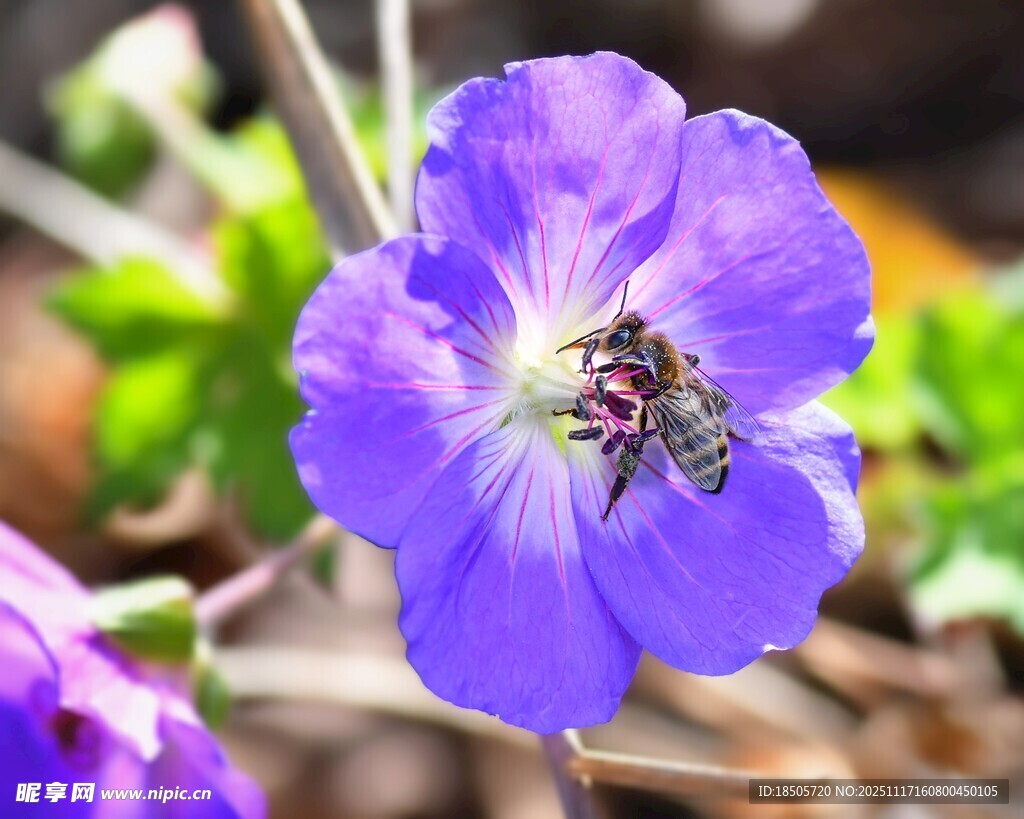 紫色花朵上的忙碌蜜蜂