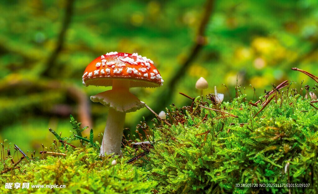 森林中鲜艳的红蘑菇