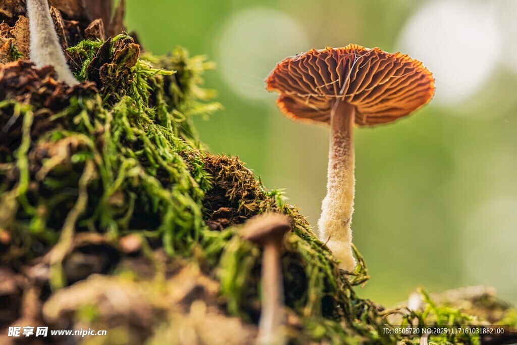 森林中生长的小巧蘑菇