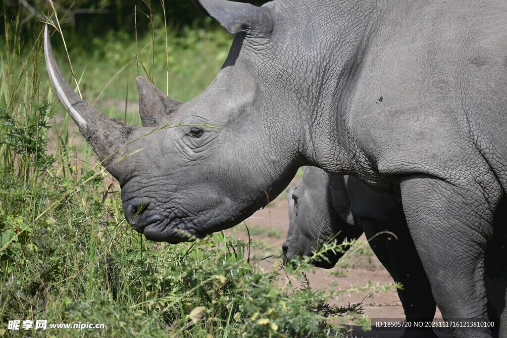 野外站立的灰犀牛