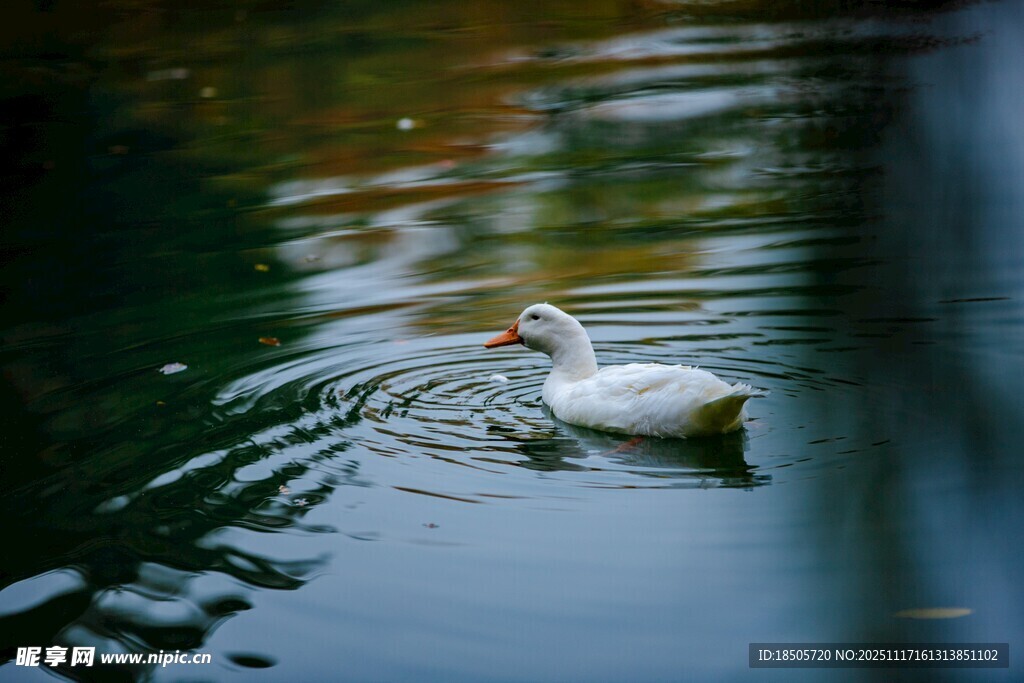 白鹅悠游湖面