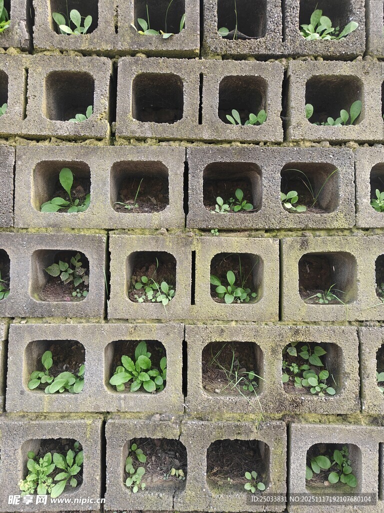 水泥块中萌发的绿色生机