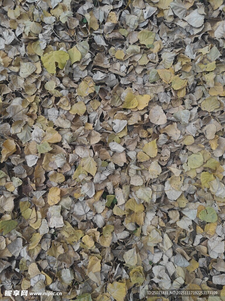 斑驳树皮纹理特写