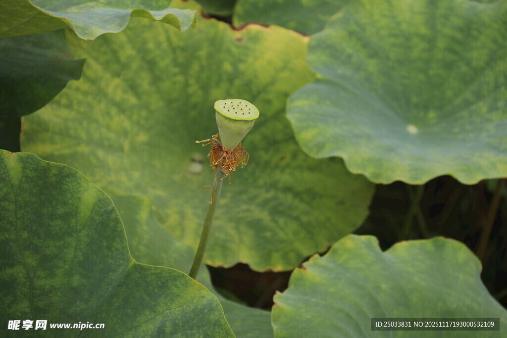 荷叶丛中的荷花花苞