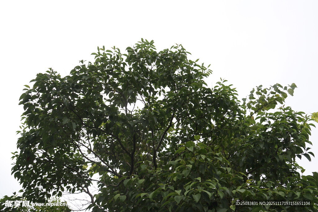 繁茂绿树 展现自然生机