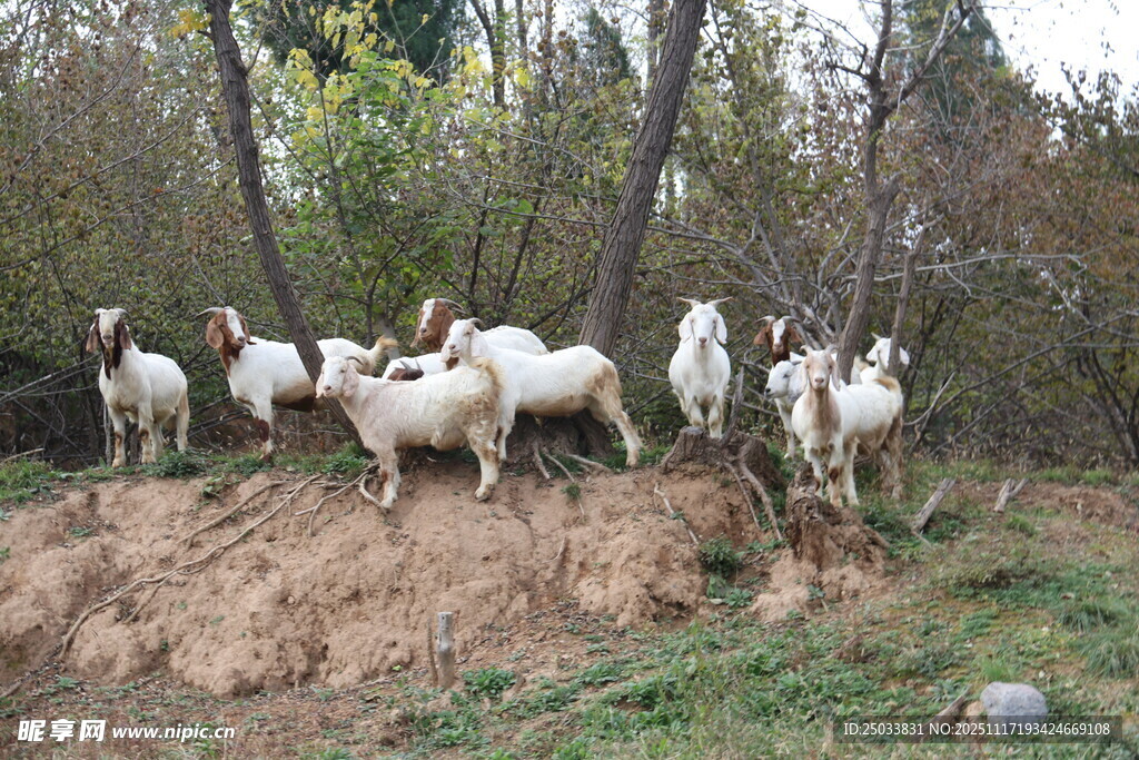 山坡上的一群羊