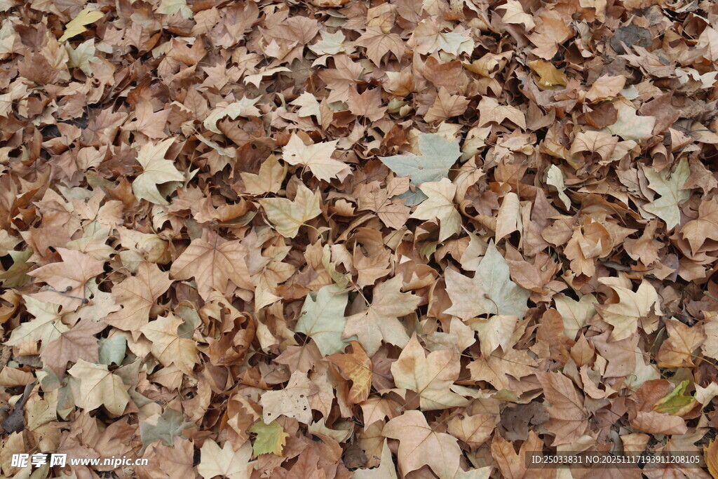 地面上的枯黄落叶