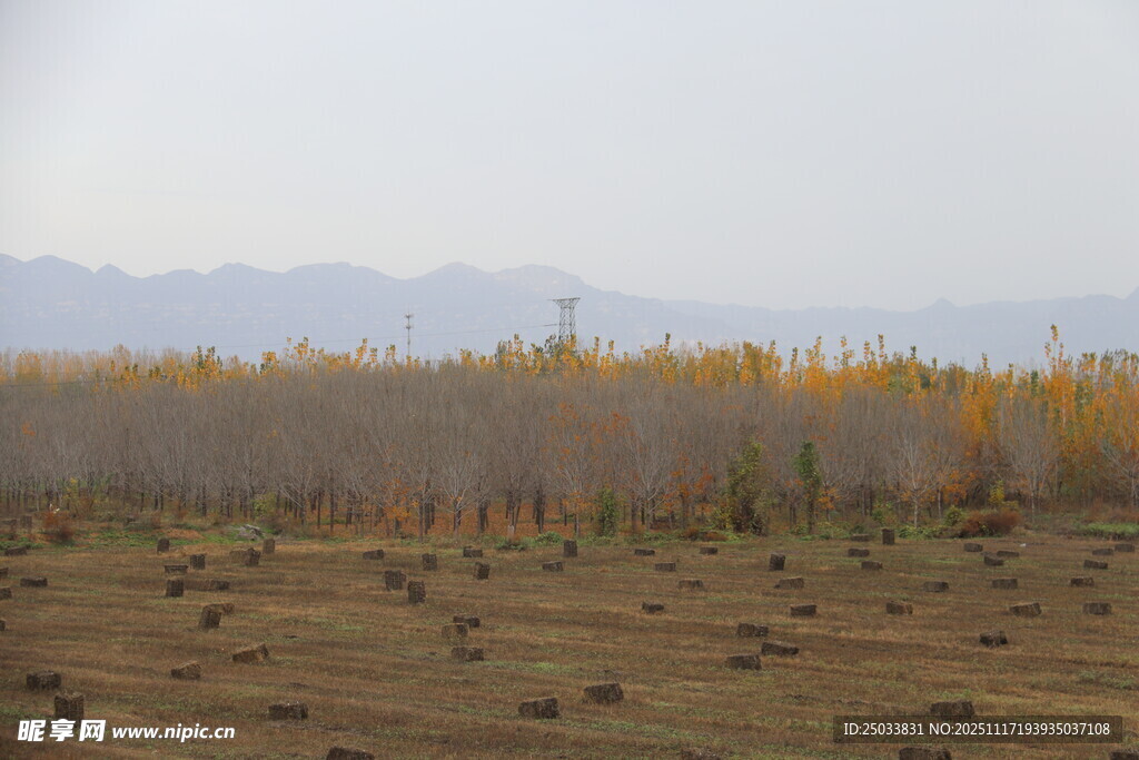 秋日旷野树林风景图