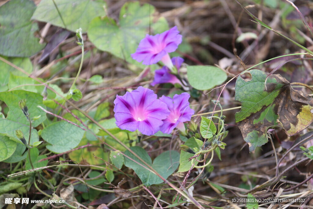 紫色牵牛花绽放于草丛