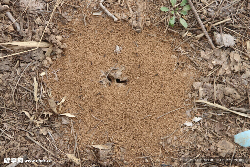 蚂蚁巢穴近景