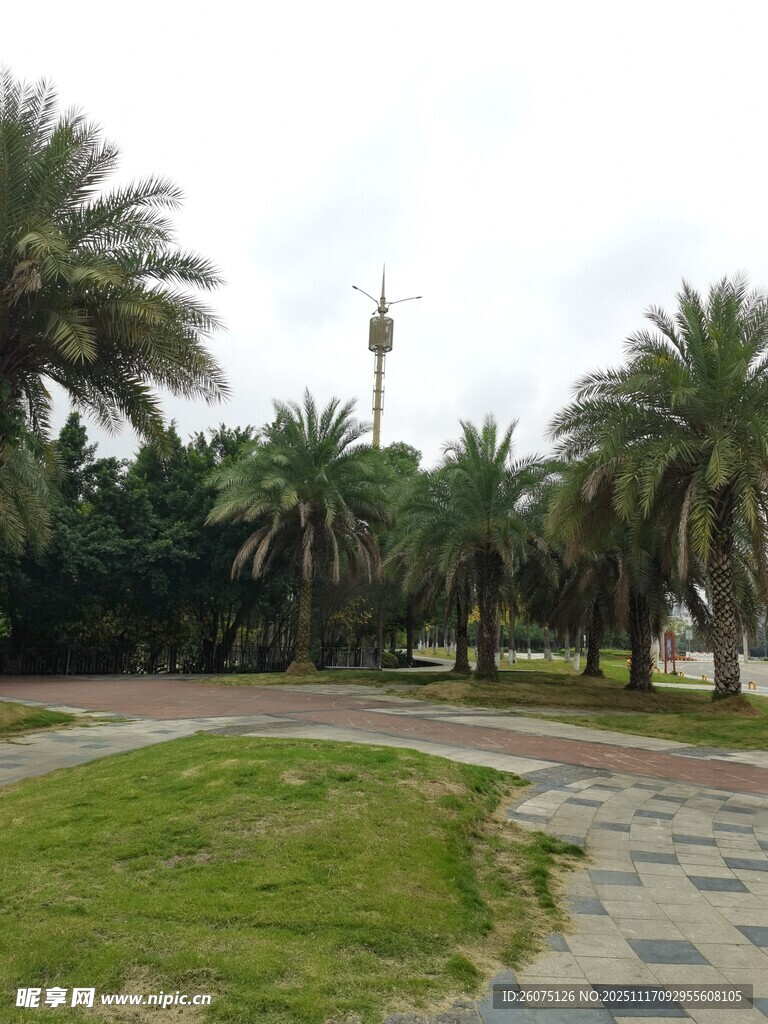 公园中的绿植与棕榈树景观