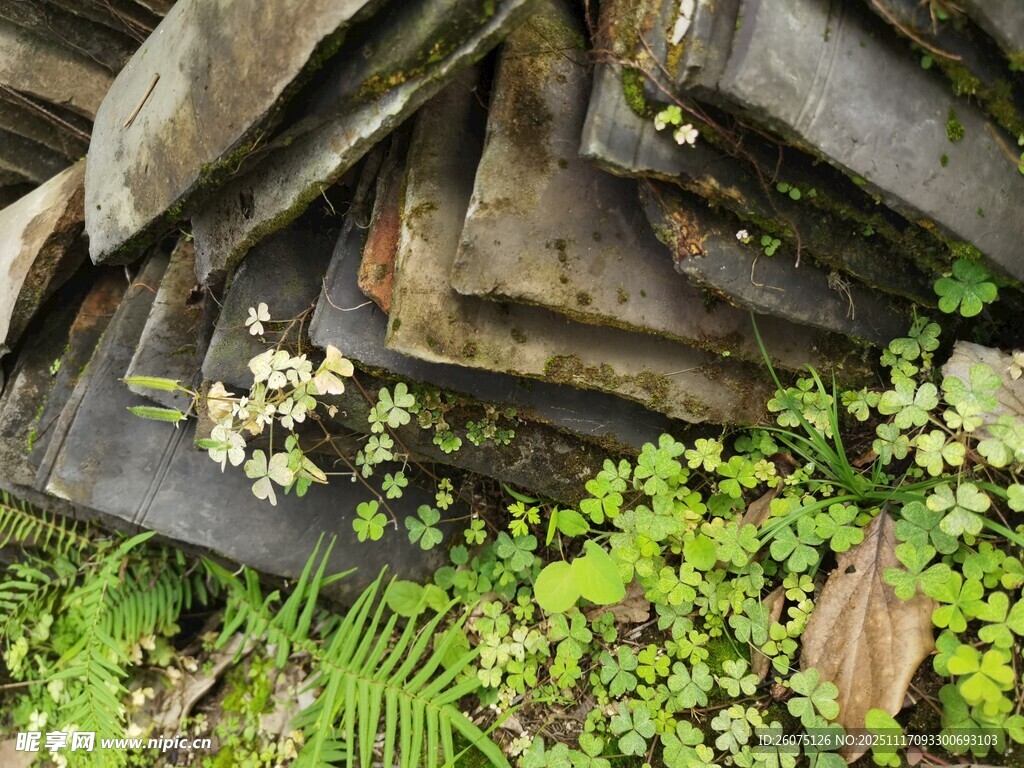 瓦片间绽放的清新小花
