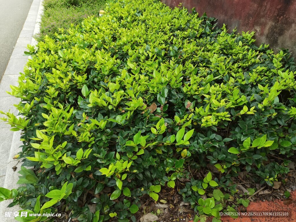 翠绿繁茂的灌木丛