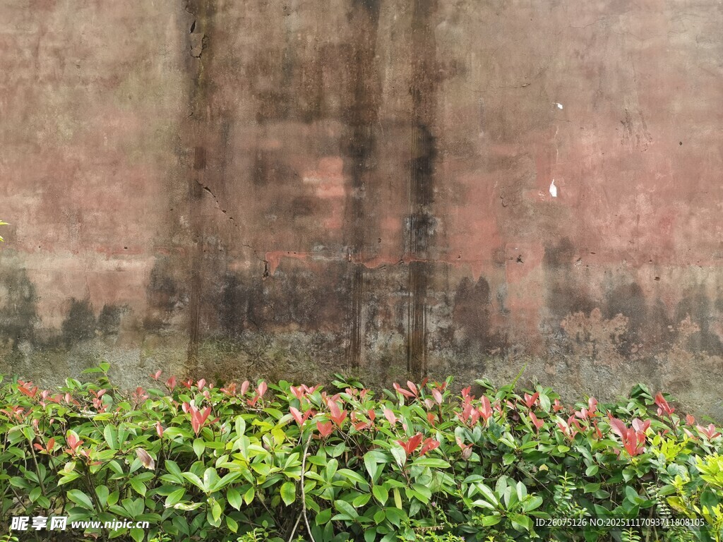 砖墙前的多彩绿植