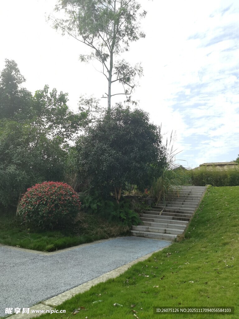 庭院小径旁的绿植景观